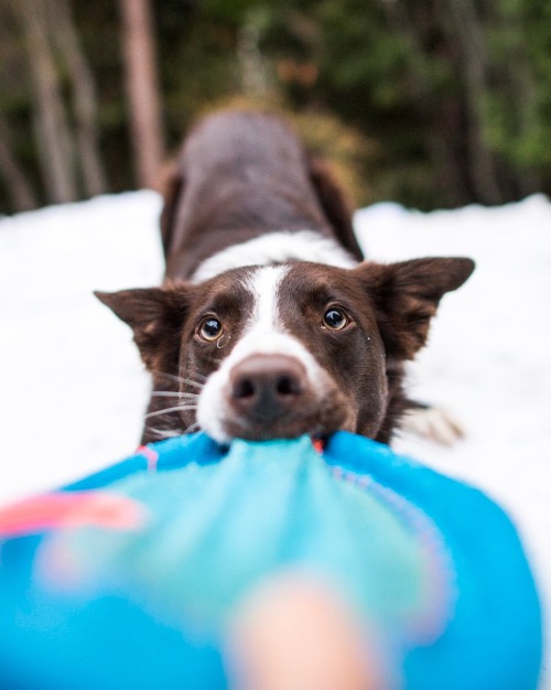 thedogist:Spartacus, Border Collie (1.5 y/o), Truckee, CA • “He’s a trained search 