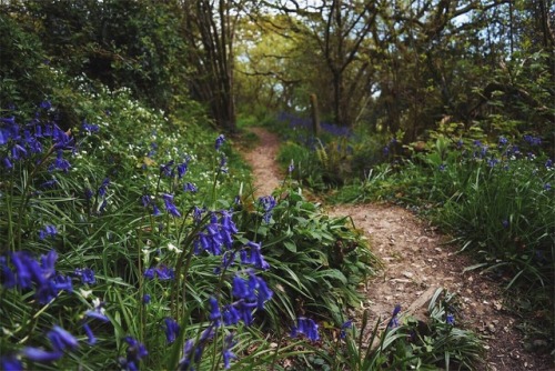sunfl0wer-spirit:The best three weeks of the year is definitely when there’s wild bluebells everywhe