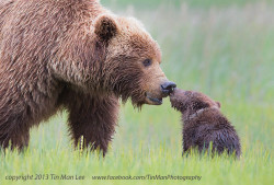 redwingjohnny:  (via 500px / Bear Kiss by Tin Man)  It was a slow day in Lake Clark National Park, Alaska. The grizzly bear spring cub was sleeping the whole time. But I never relaxed a bit.   Suddenly, the cub woke up, and mama bear walked towards him