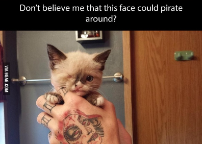 Sex 221cbakerstreet:  CUTE SMALL PIRATE CAT FRIEND pictures