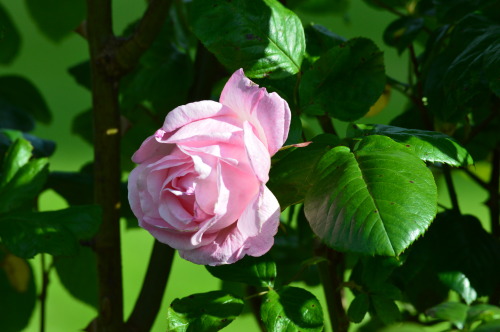 Roses in our garden.