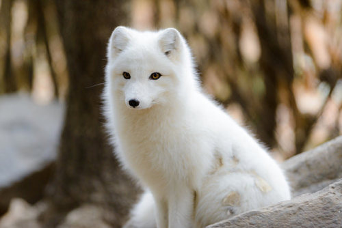 Arctic FoxThe arctic fox inhabits the northern hemisphere within northern Europe, northern Asia, and