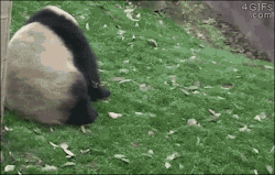 4gifs:  Deploy the Pandaball! [video] 
