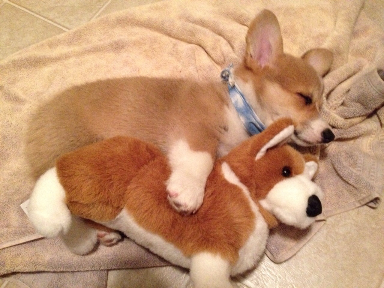 Sleepy corgi