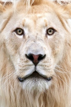 wonderous-world:  White Lion by bigcatphotos UK