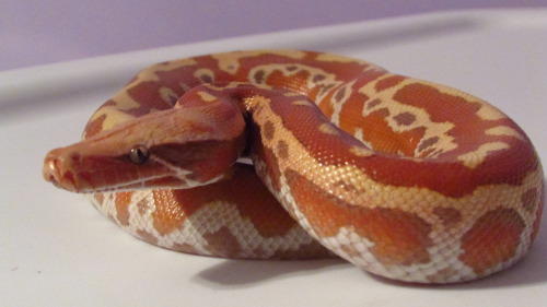 fattynoodles:Jubilee, T+ Albino Cherry, Python brongersmai. She wasn’t particularly happy about ha