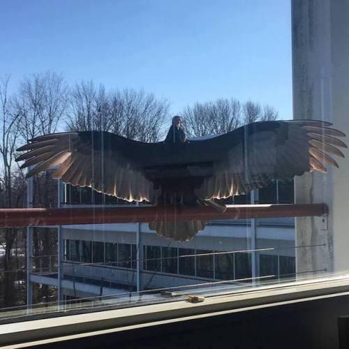 archiemcphee:  Because sometimes what you need most is to see a bunch of different birbs surprising people at their office windows, balconies, and back doors in order to squawk or chirp “OH HAI” or to simply stare and stare and stare in hopes of receiving