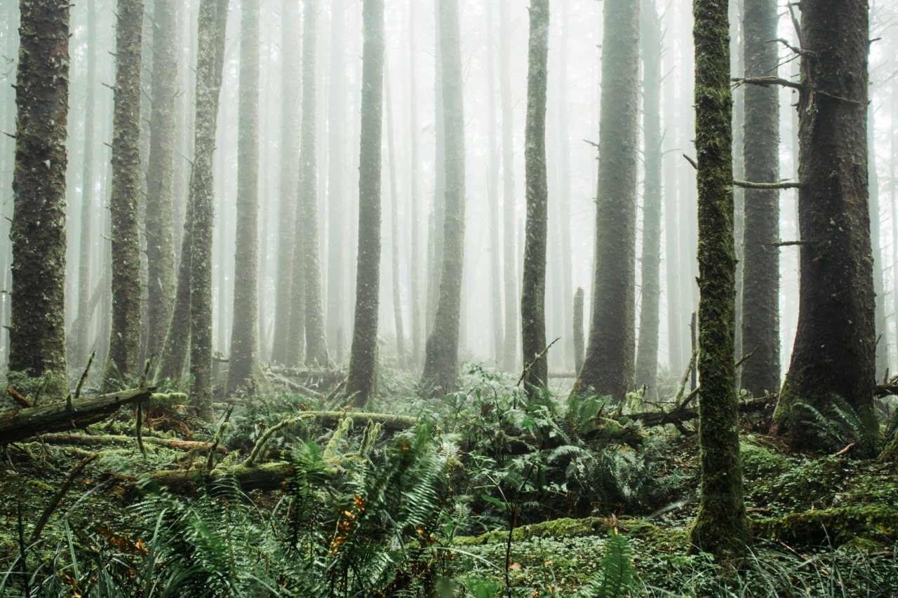 vhord:  chernobyl-tea-party:  n-c-x:  lensblr-network:  Hidden forest road // Cape