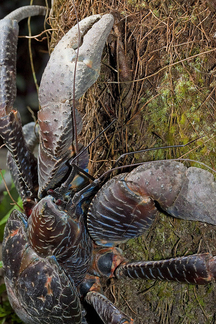 Nature and more: Coconut Crab - Birgus latro The huge Coconut...