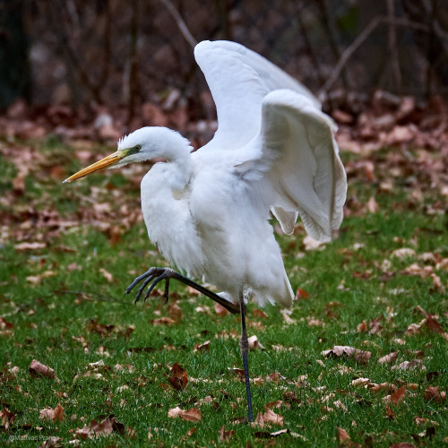 besidethepath:Today’s walk with some bigger birds. They show calm and patience (only the white egret