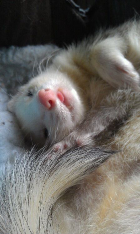 Porn Pics foxytail11:  mrpaws:  Happy Ferret Tongues.