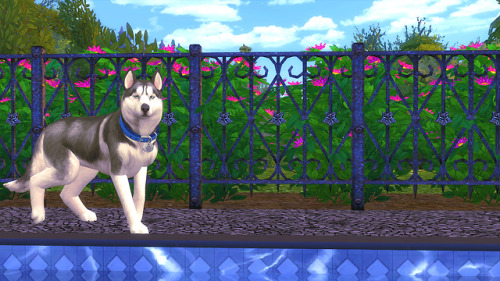 I Call This: Doggo Does A SplooshFeaturingSiberian HuskyMakeover By The Amazing Creator @blue-ancoliaIf