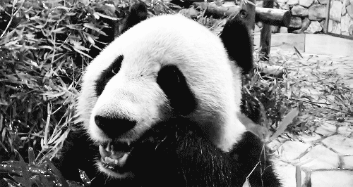 Giant Panda Photos