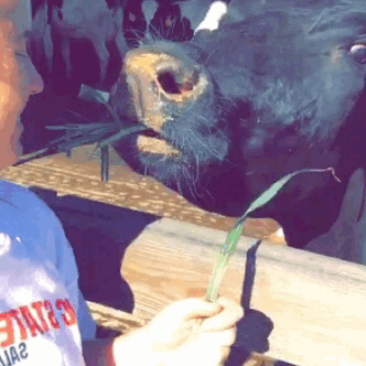 0ct0berskyy:  Here’s a gif of me feeding a cow at the farm.. Yep I’m the farmers