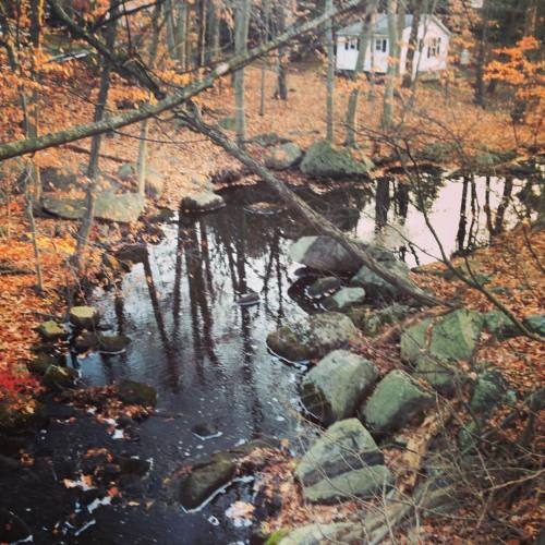 Getting back into the woods another leafless or full of leaves memory depending on your outlook