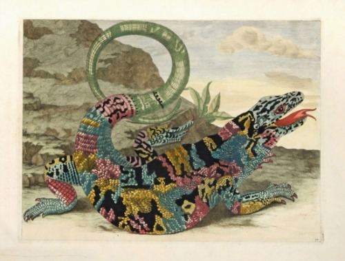 BEASTS OF THE DEVIL - Maria Sybilla Merian, Lizard from “Metamorphasibus Insectorum Surinamens