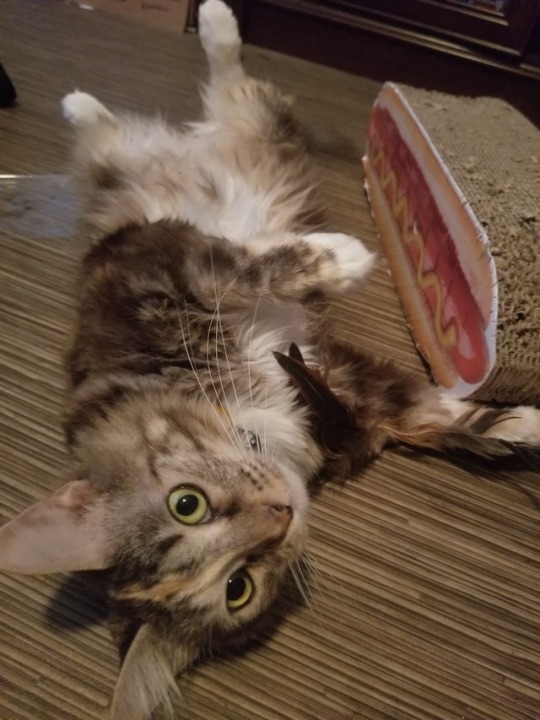 bananakins:  bananakins:   bananakins:   *Emergency* This is super out of my comfort zone, but I’m running out of options.  This is my cat Pixel. We adopted her two years ago as I needed an ESA. She’s the light of my life. She loves chicken, toys