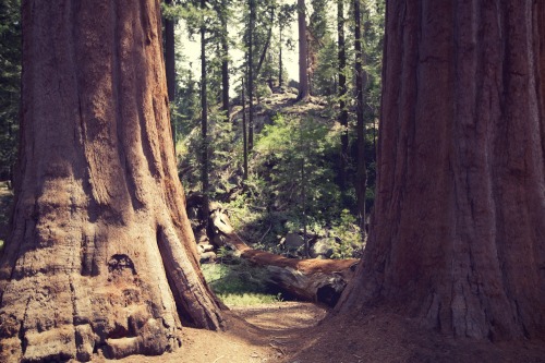 littleveganplanet:  Remnants of Giant Sequoias Alix and I just took an amazing hiking and camping trip to the Giant Sequoias. More cool photos to come. 