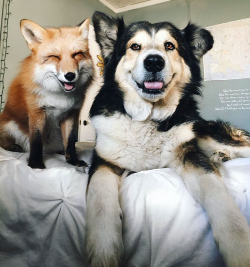 awesome-picz:    Pet Fox Becomes Best Friends With A Dog.