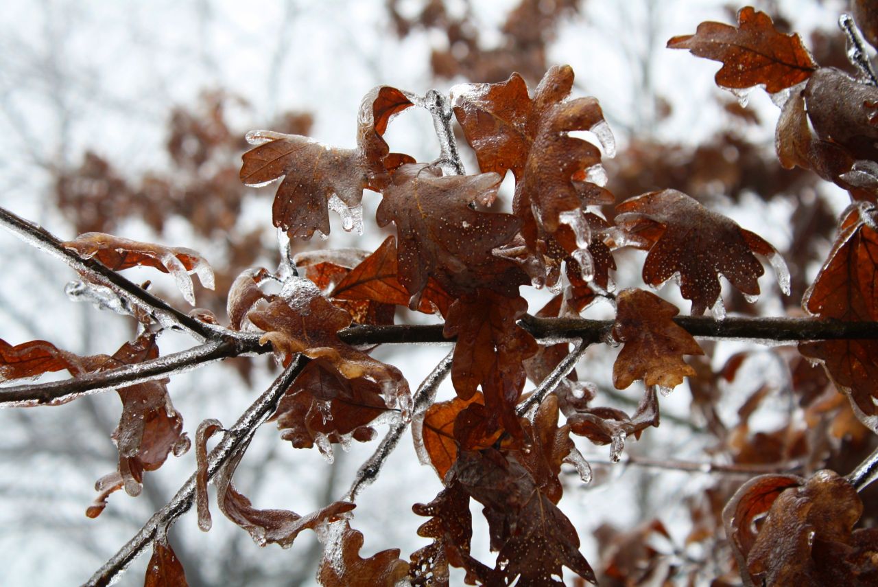 coraruthphotography:  After an ice storm 1/17/17  🌨❄️🍂  Cora Ruth Photography