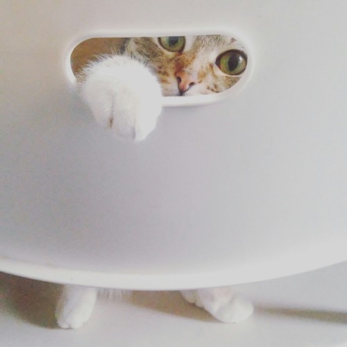 mrsslowly:  Cheeky Sushi