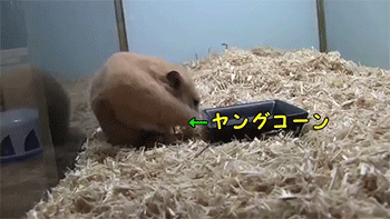 sizvideos:  Watch the video of this hamster eating corn  Dude&hellip;. take a