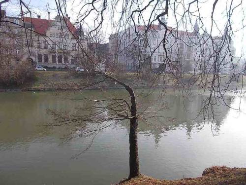 Trees along a pond in the city Wroclaw, Poland.