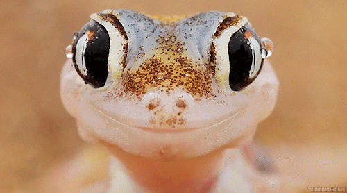 biomorphosis:This is a ghostly web-footed gecko, they can be found and perfectly camouflage among th