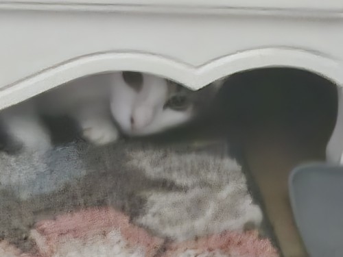 After Months Of Research On The Subject, And Many Peer Reviews Later, I Have Concluded That My Cat Is