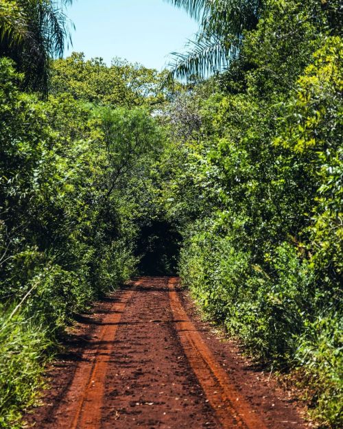 Road to the natural cave. Un camino de tierra roja que se pierde en las sombras de los arboles que 