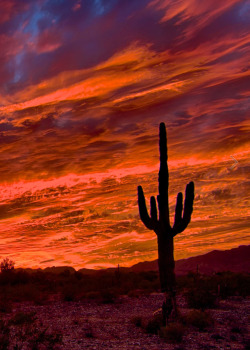 coiour-my-world: stunning southwest sunset