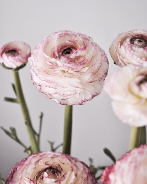 ranunculus | vardagssaker 