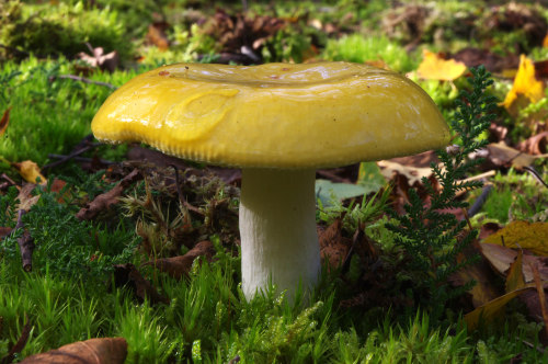 Yellow Swamp Russule  - Russula claroflava. A bright yellow, medium sized russula of boggy