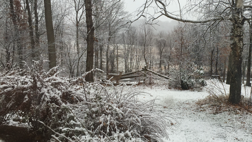 blueeyeporcelain:   so i took this photo of my front lawn today, because this is our first snow of the season and  i noticed i had a little friend dropping by to say hello  i guess you could say he’s just chillin out      