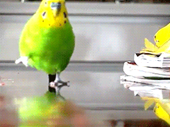 evilhasnever:  birdsbirds:  starborn-vagabond:  pettyartist:  the most graceful of