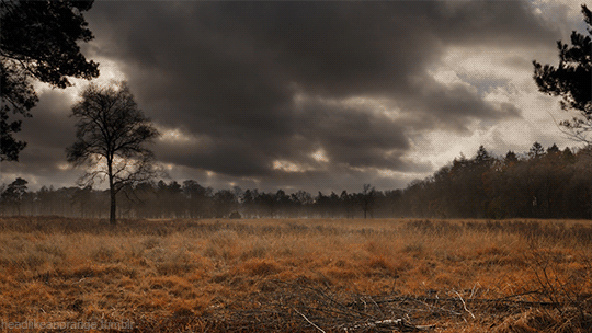 headlikeanorange:  Roderveld, The Netherlands
