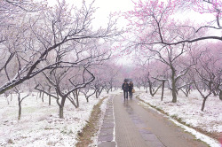 mingsonjia:  Plum Blossom Hill (Meihua Shan), Nanjing by 阳光心情 