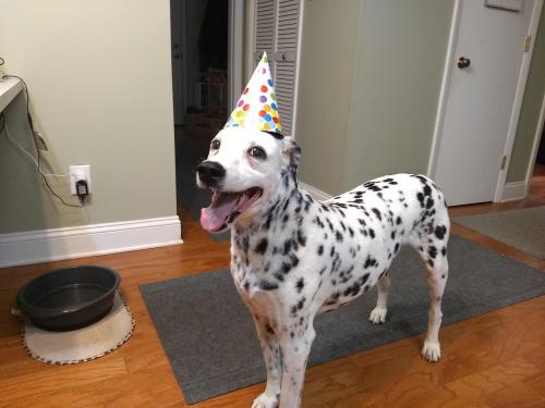 Lily has turned 14 today! But still thinks she’s a puppy. Happy Birthday Lily!