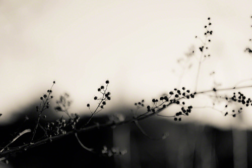 optickitty:’ One Day ‘Izu, Shizuoka, Japan  /  2015©  optickitty / Mari Musya  All rights reserved.