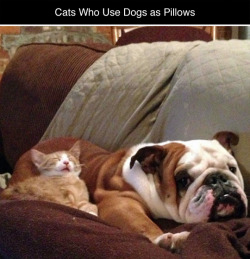 tastefullyoffensive:Cats Using Dogs as Pillows