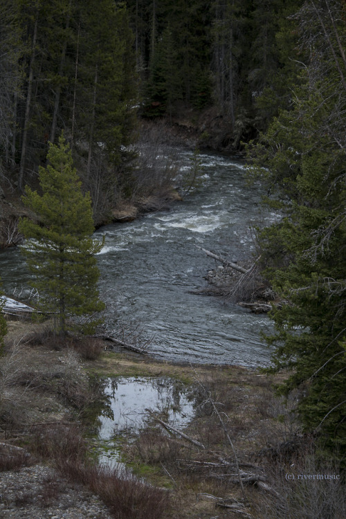 riverwindphotography:Cool Shade and Meanders: Middle Creek, Shoshone National Forest, Wyomingriverwi