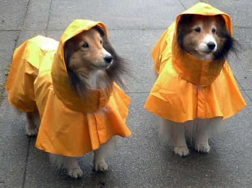 animalsinraingear: sheltie bbs in raincoats