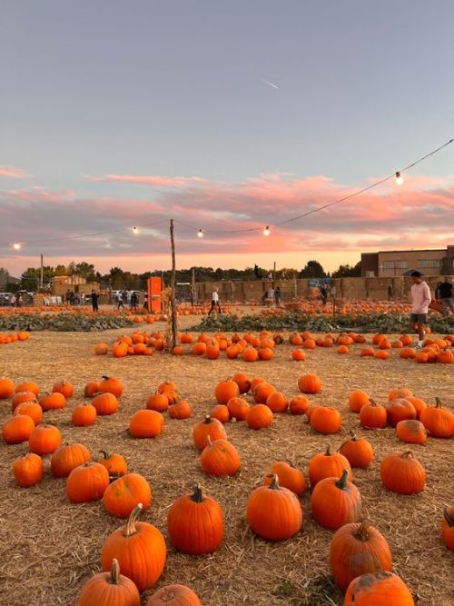 I Dont See How A Pumpkin Patch Could Be More Sincere Than This One. 