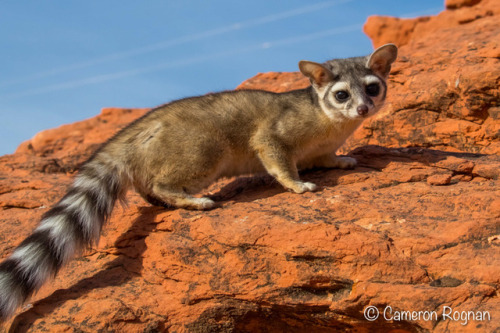 honeymushroom:NOBODY ever talks about north americas most unnapreciated mammal, Bassariscus astutus,