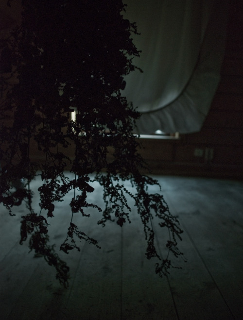antlersinthefog:  windows in my house