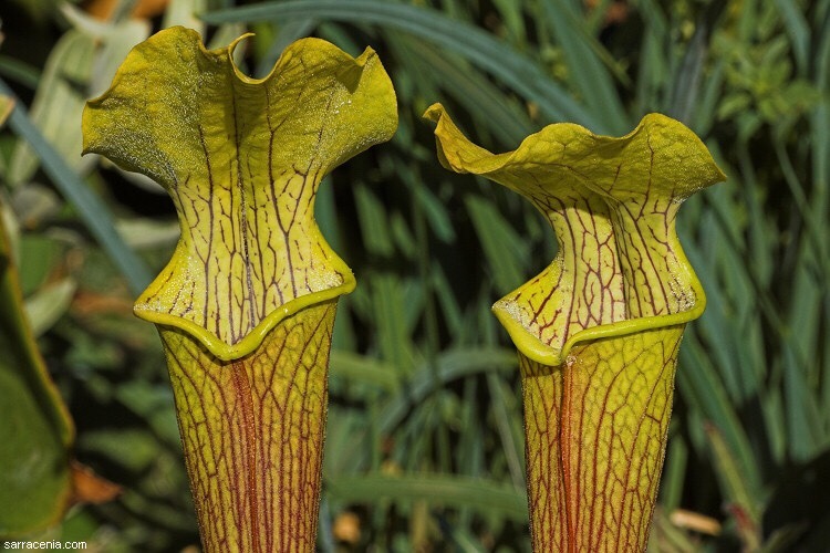 carni-gardener: Sarracenia rubra is also referred to as the ‘sweet trumpet’,