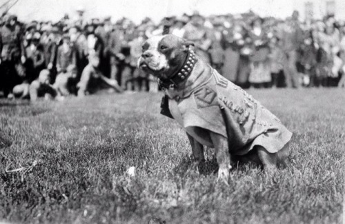 spacegoat4ever:last-snowfall:el-fridlo:Sergeant Stubby, so named for his lack of a tail, was a stray