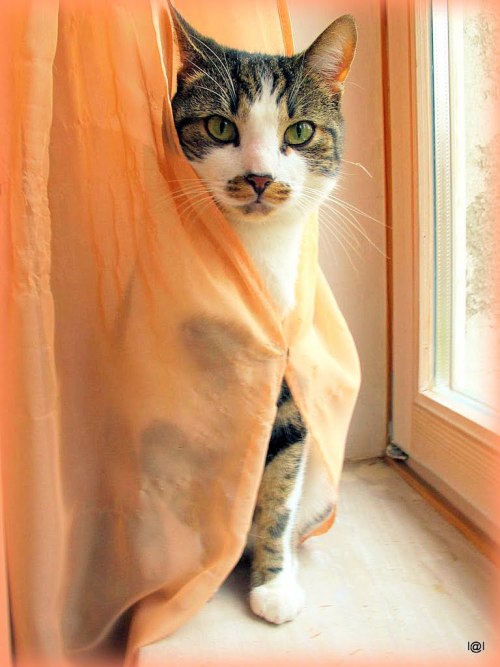 (via l@l)