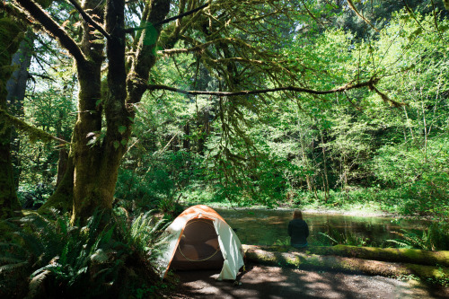Redwood National Park: CampingCompletely breathtaking. Completely unreal.  I love this campsite we s