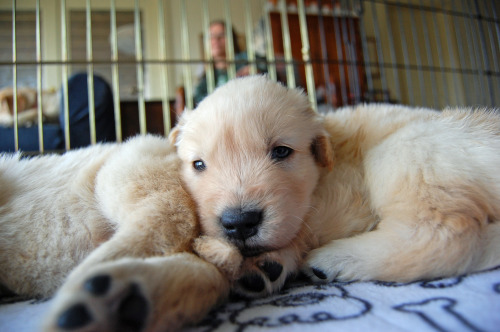 labradork829:  4-week-old Golden Retriever puppies who are all future Leader Dogs for the Blind. 